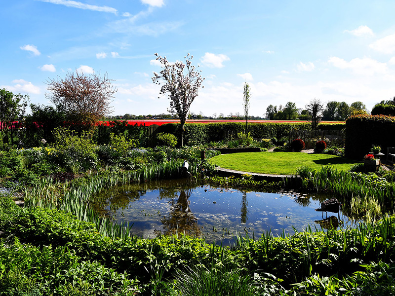 Tuinvijver met strakke hagen en voorjaarsbeplanting in april
