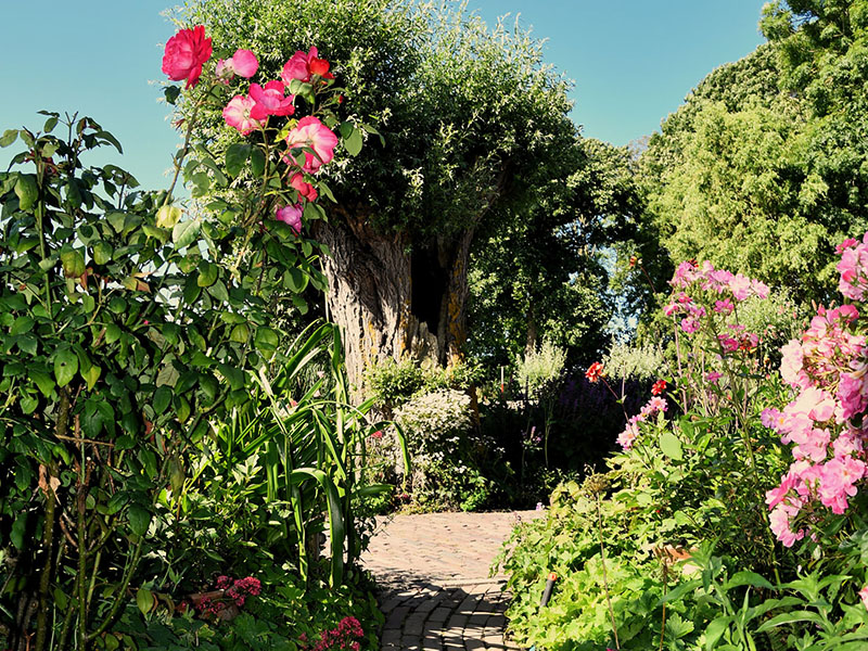 Tuinpad onder een boog van roze rozen in juli