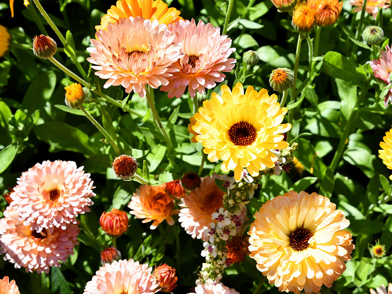 Oranje en gele zomerbloemen van dichtbij
