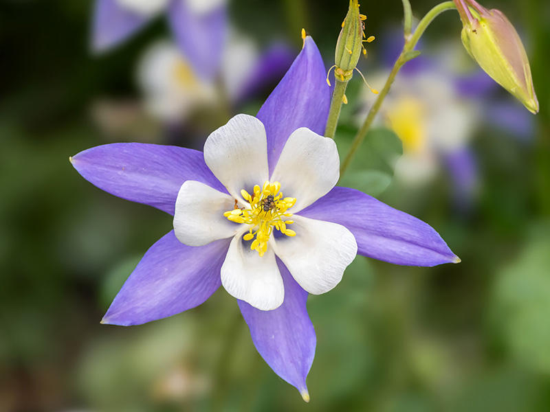 Blauw-witte akelei van dichtbij in de tuin