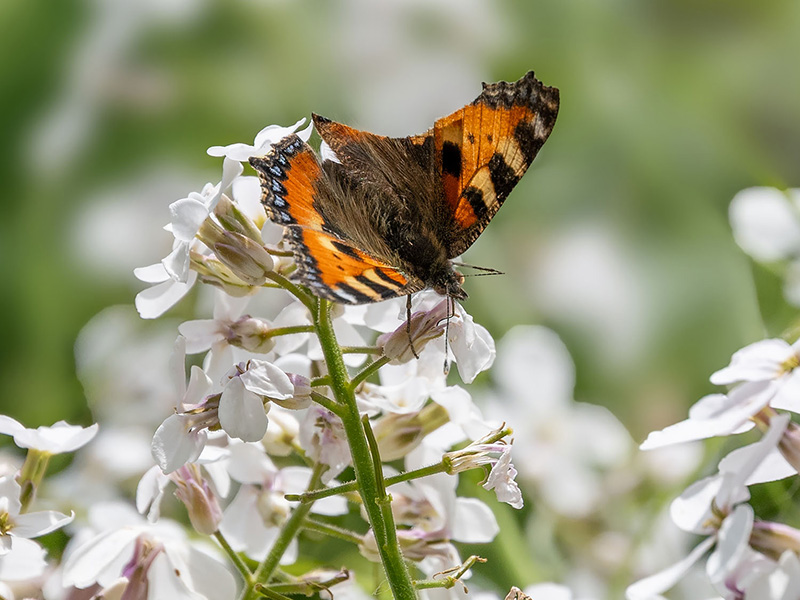 Kleurrijke vlinder op kleine witte bloemen in juni