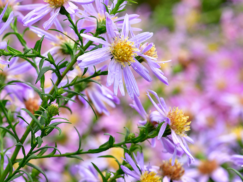 Lichtpaarse asters van dichtbij in de herfstborder