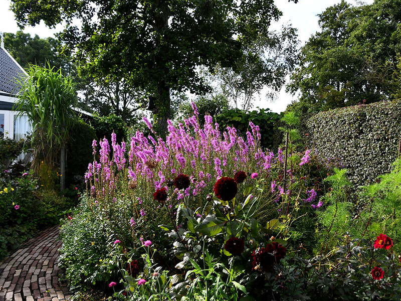 Gebogen tuinpad langs een paarse en roze nazomerborder