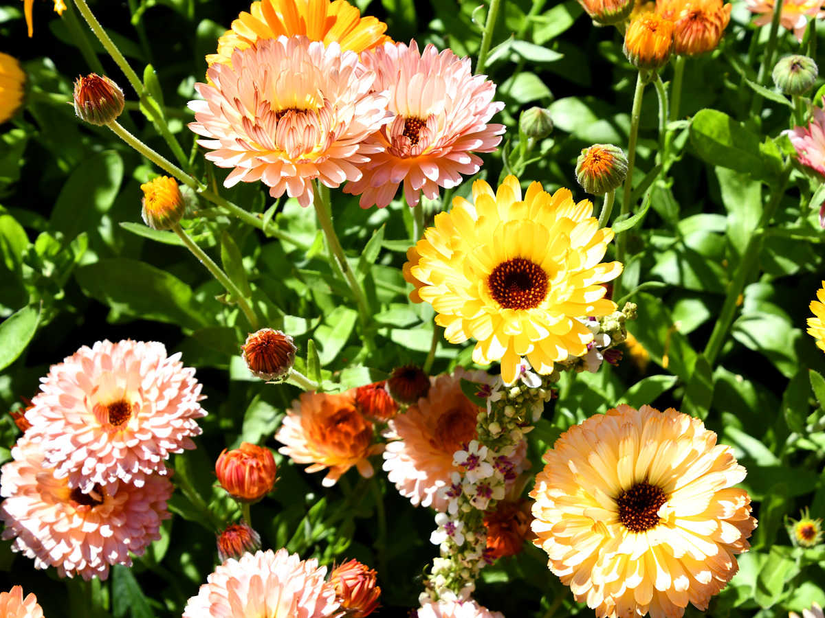 Hoogzomer in Versicolor Tuinen met terras, borders en weelderige beplanting