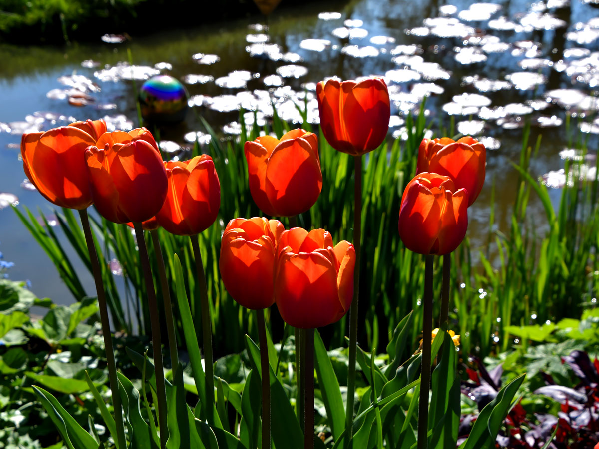 Bezoekers wandelen tijdens een open tuinweekend door Versicolor Tuinen
