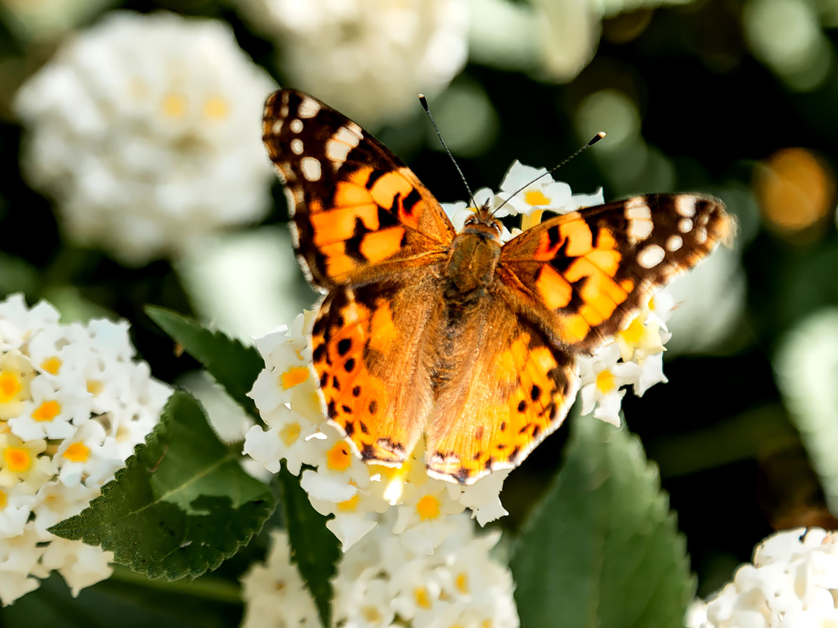 Bloemrijke vlindertuin met aandacht voor biodiversiteit bij Versicolor